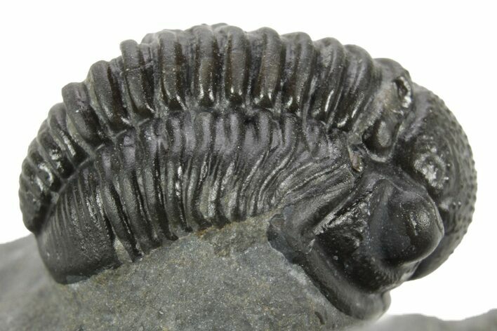 Curled Proetid (Gerastos) Trilobite Fossil - Morocco #377263